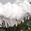 Cyclamen 'Dhiva' blanc