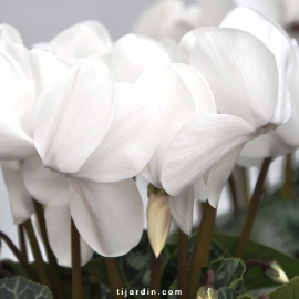 Cyclamen 'Dhiva' blanc