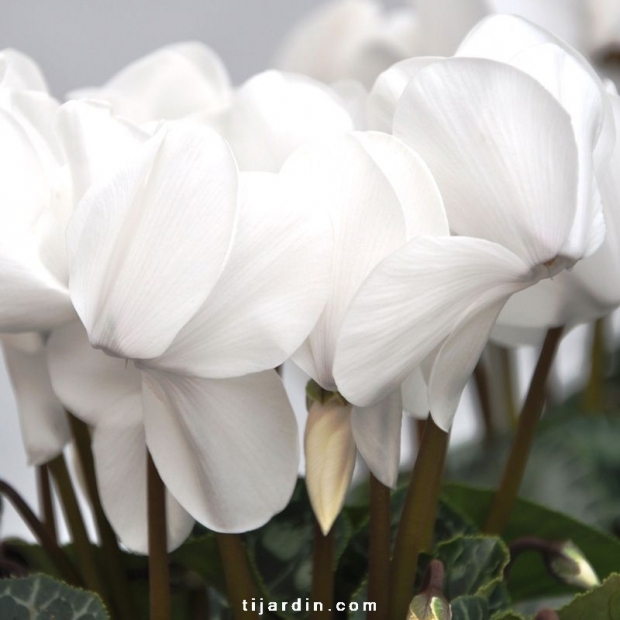 Cyclamen 'Dhiva' blanc