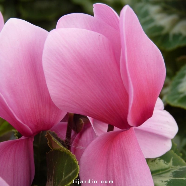 Cyclamen 'Dhiva' rose à oeil fuchsia Cyclamen 'Dhiva' rose à oeil fuchsia