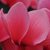Cyclamen 'Dhiva' saumon