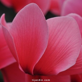 Cyclamen 'Dhiva' saumon