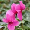 Cyclamen 'Dhiva' violet