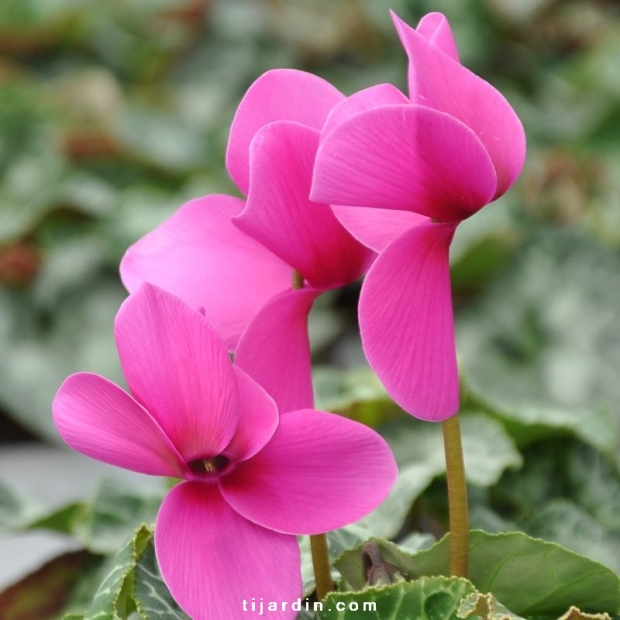 Cyclamen 'Dhiva' violet Cyclamen 'Dhiva' violet