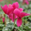 Cyclamen 'Dhiva' violet foncé
