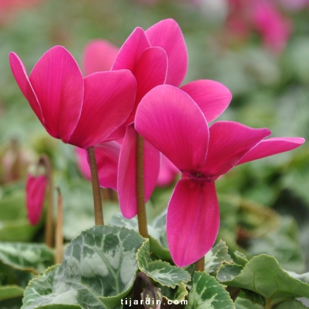 Cyclamen 'Dhiva' violet foncé : grandes fleurs veloutées - Tijardin