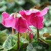 Cyclamen 'En Vogue' violet