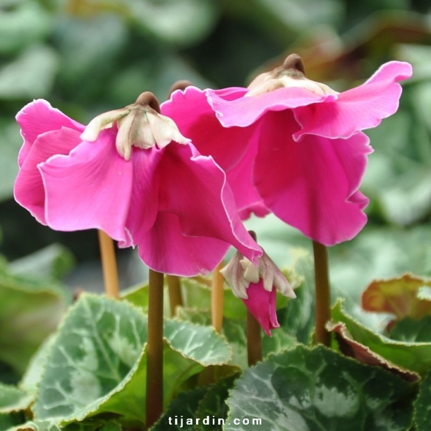 Cyclamen 'En Vogue' violet Cyclamen 'En Vogue' violet