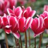 Cyclamen Outstanding 'FANTASIA®' magenta