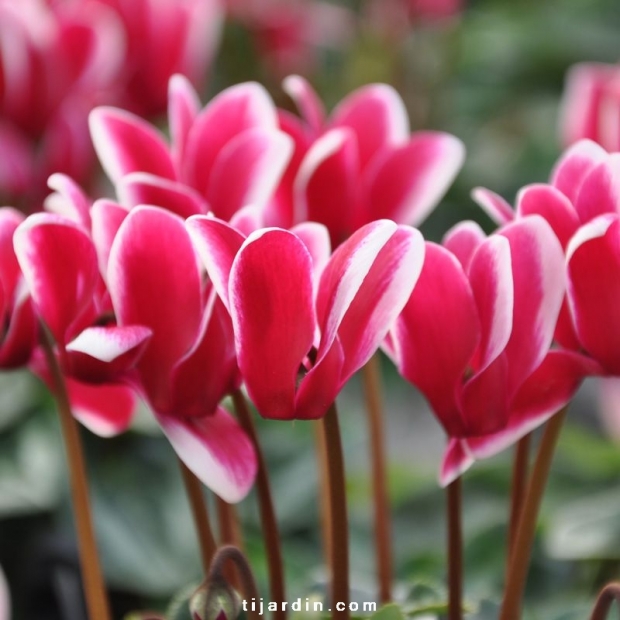 Cyclamen Outstanding 'FANTASIA®' magenta