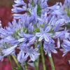 Agapanthus 'Pitchoune Blue'