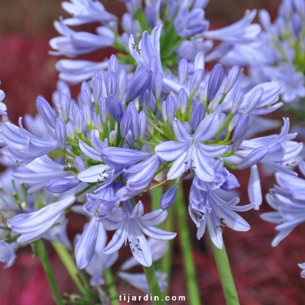 Agapanthus 'Pitchoune Blue' Agapanthus 'Pitchoune Blue'
