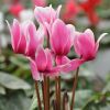Cyclamen Outstanging 'FANTASIA®' rose