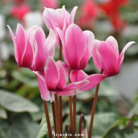 Cyclamen Outstanging 'FANTASIA®' rose