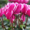 Cyclamen Outstanging 'FANTASIA®' violet foncé