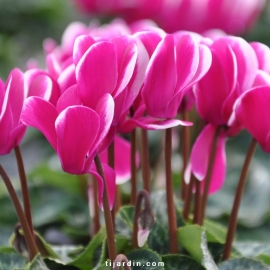 Cyclamen Outstanging 'FANTASIA®' violet foncé