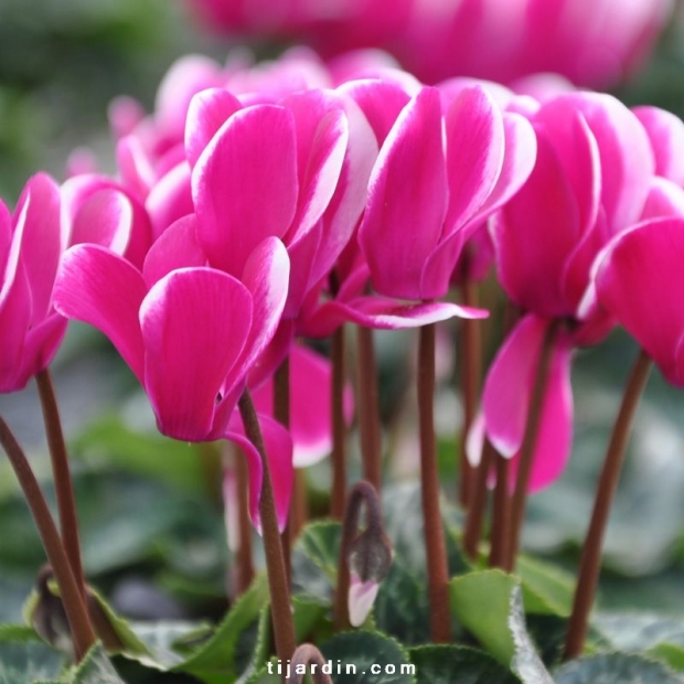 Cyclamen Outstanging 'FANTASIA®' violet foncé