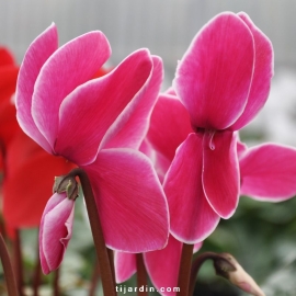 Cyclamen 'Flammé'