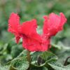 Cyclamen 'Frizzelia' fuchsia