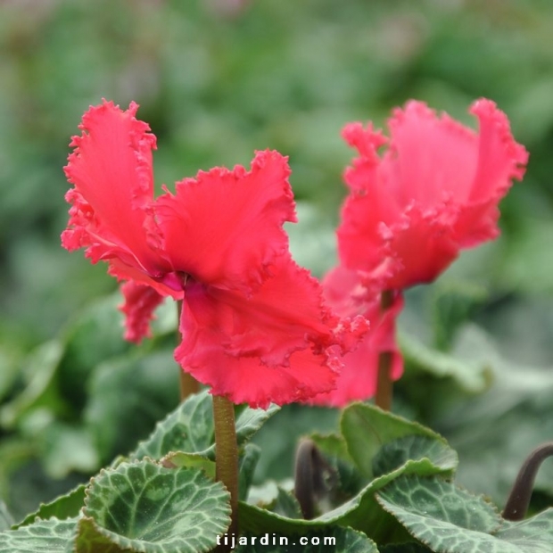 Cyclamen 'Frizzelia' fuchsia Cyclamen 'Frizzelia' fuchsia