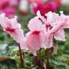 Cyclamen 'Frizzelia' rose clair
