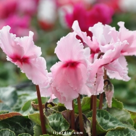 Cyclamen 'Frizzelia' rose clair