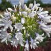 Agapanthus 'Queen Mum'