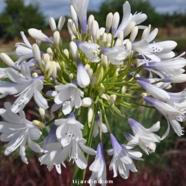 Agapanthus 'Queen Mum'