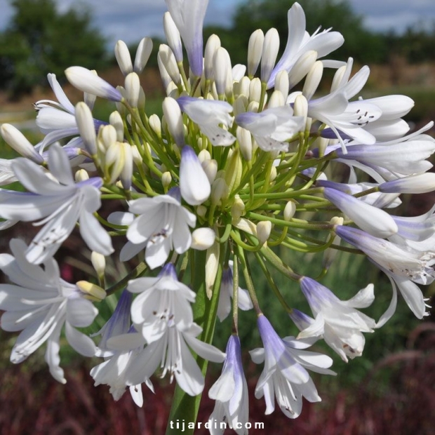 Agapanthus 'Queen Mum' Agapanthus 'Queen Mum'