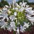Agapanthe 'Queen Mum'