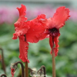 Cyclamen 'Frizzelia' rouge
