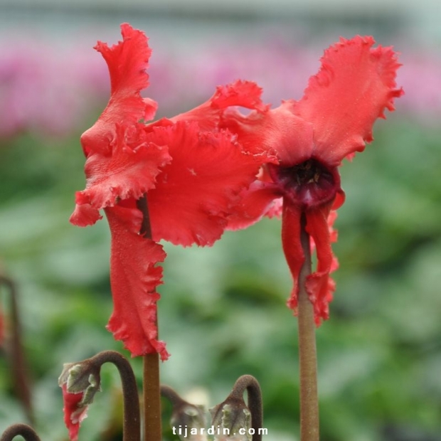 Cyclamen 'Frizzelia' rouge Cyclamen 'Frizzelia' rouge