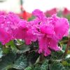 Cyclamen 'Frizzelia' violet