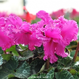 Cyclamen 'Frizzelia' violet