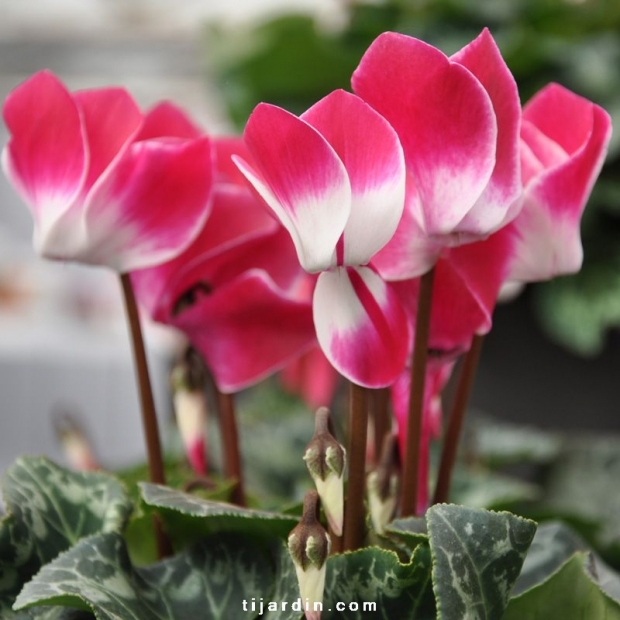 Cyclamen 'Indiaka®' magenta
