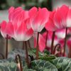 Cyclamen 'Indiaka®' saumon