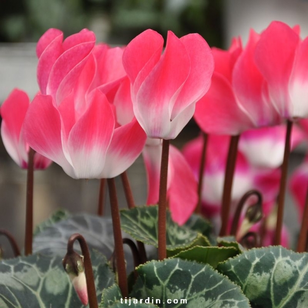Cyclamen 'Indiaka®' saumon