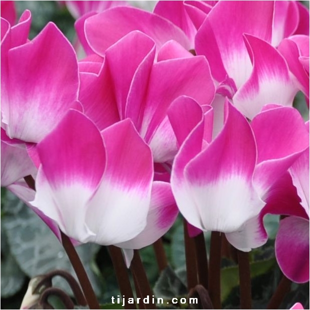 Cyclamen 'Indiaka®' violet