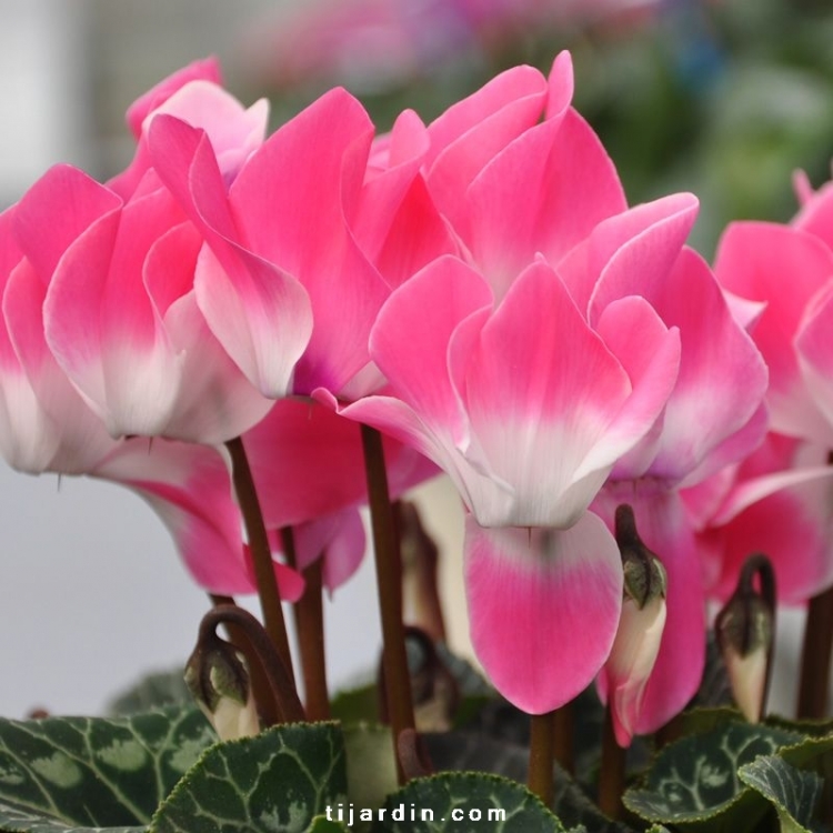 Le cyclamen, un véritable humidificateur naturel !