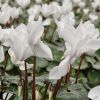 Cyclamen outstanding blanc