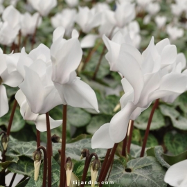 Cyclamen Outstanding blanc