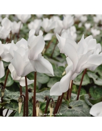 Cyclamen Outstanding blanc