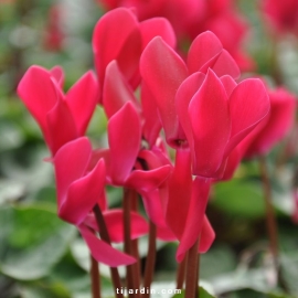 Cyclamen Outstanding magenta foncé