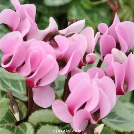 Cyclamen outstanding rose claire à oeil fuchsia