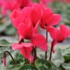 Cyclamen outstanding rose néon