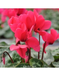Cyclamen Outstanding rose néon