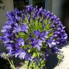 Agapanthus 'Regal Beauty'