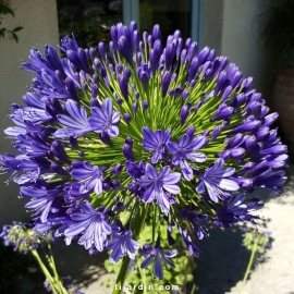 Agapanthus 'Regal Beauty'