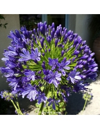 Agapanthus 'Regal Beauty'