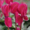 Cyclamen outstanding violet